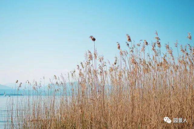 水生植物简介(水生植物普及知识干货来袭)(31)