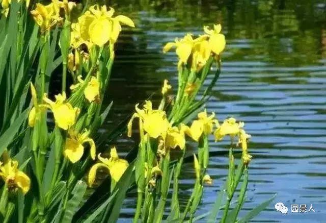 水生植物简介(水生植物普及知识干货来袭)(27)