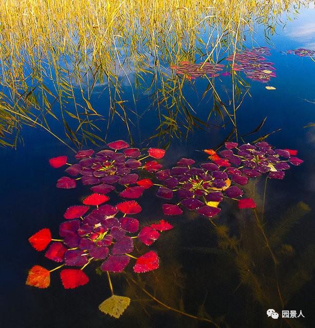 水生植物简介(水生植物普及知识干货来袭)(28)