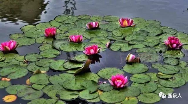 水生植物简介(水生植物普及知识干货来袭)(30)