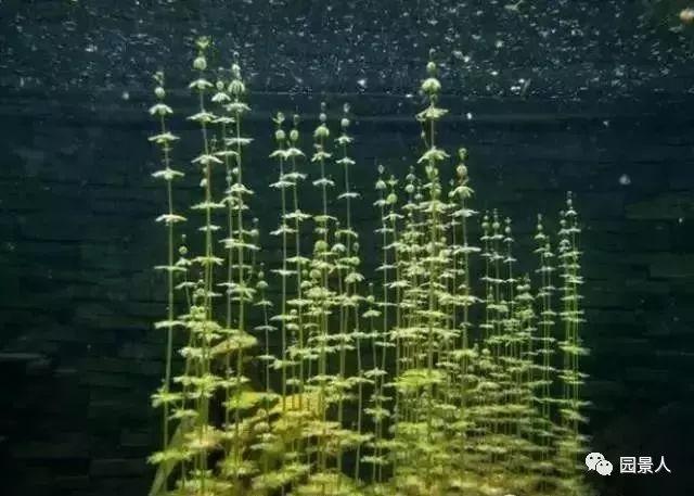 水生植物简介(水生植物普及知识干货来袭)(39)