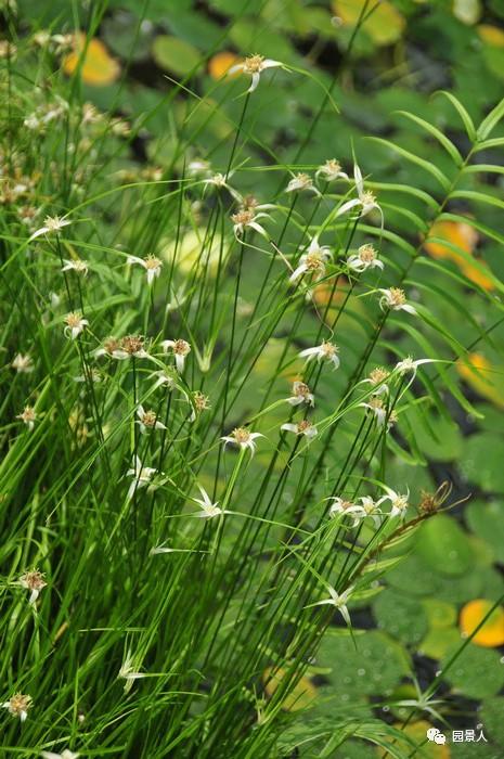 水生植物简介(水生植物普及知识干货来袭)(20)