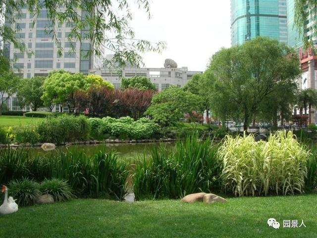 水生植物简介(水生植物普及知识干货来袭)(32)