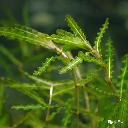 水生植物简介(水生植物普及知识干货来袭)(2)