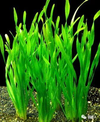 水生植物简介(水生植物普及知识干货来袭)(4)