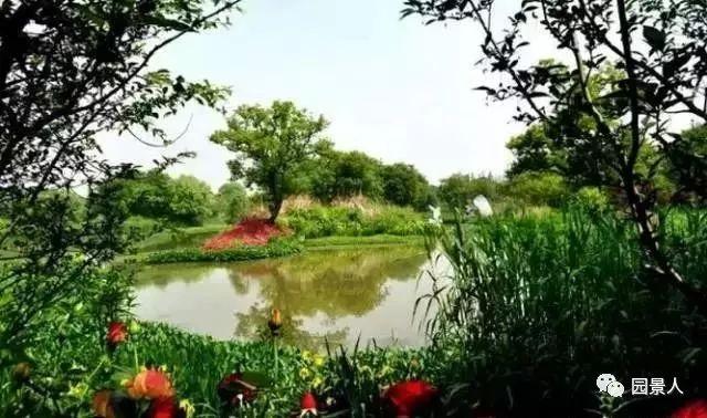 水生植物简介(水生植物普及知识干货来袭)(33)