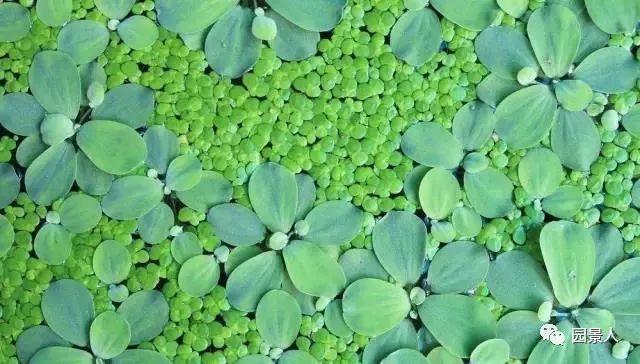 水生植物简介(水生植物普及知识干货来袭)(29)