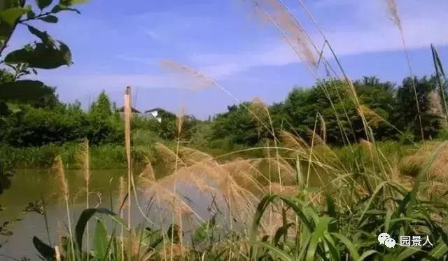 水生植物简介(水生植物普及知识干货来袭)(38)