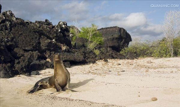 海滩上都有哪些小动物和鱼