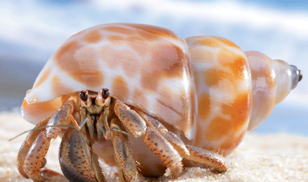 海岸边的动物有哪些,海滩上都有哪些小动物和鱼图2