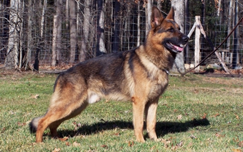 德国黑背：警犬霸主，太帅气