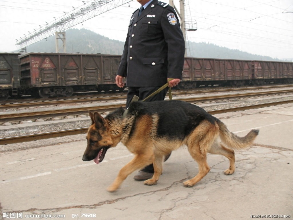 德国黑背：警犬霸主，太帅气