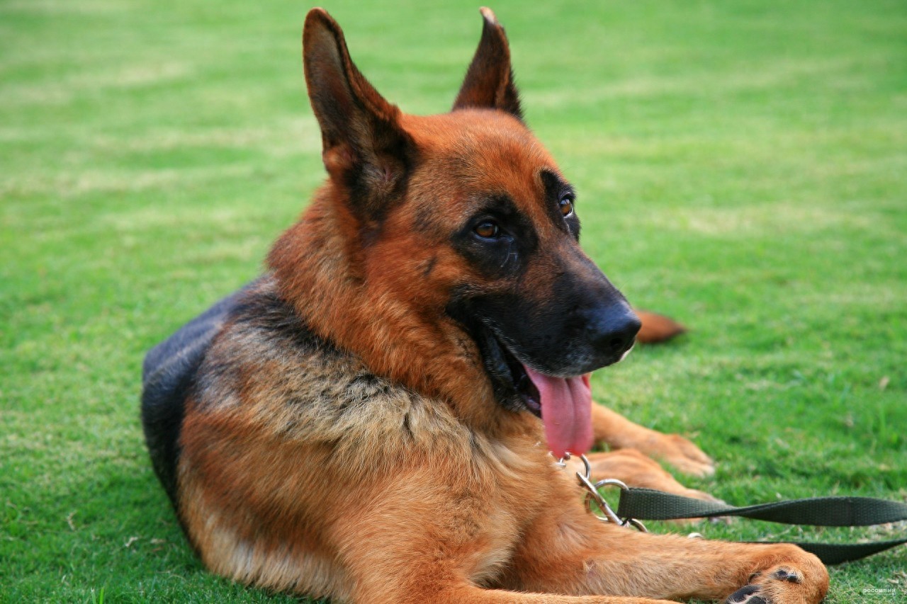 德国黑背：警犬霸主，太帅气