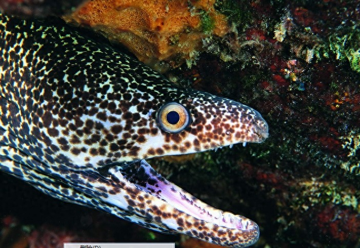 动物图集：看看各类海洋里的鲨鱼，大家见过几种呢？