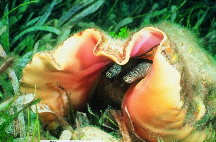 动物图集：看看各类海洋里的鲨鱼，大家见过几种呢？