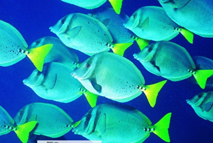 动物图集：看看各类海洋里的鲨鱼，大家见过几种呢？