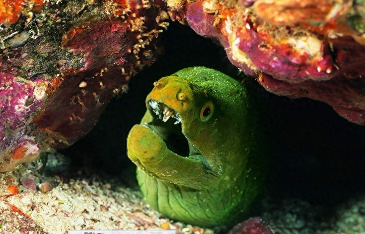 动物图集：看看各类海洋里的鲨鱼，大家见过几种呢？