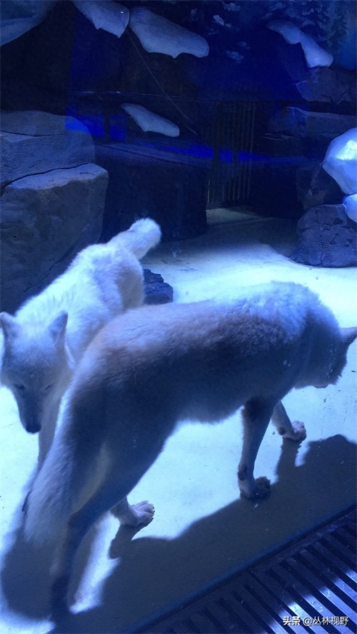 父女同游上海海昌海洋公园