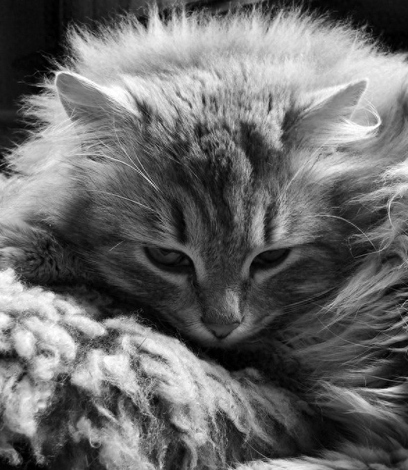 不敢想象:狠心主人把猫扔进微波炉加热,太残忍了