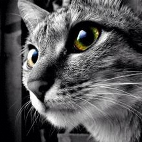 不敢想象:狠心主人把猫扔进微波炉加热,太残忍了