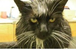 不敢想象:狠心主人把猫扔进微波炉加热,太残忍了