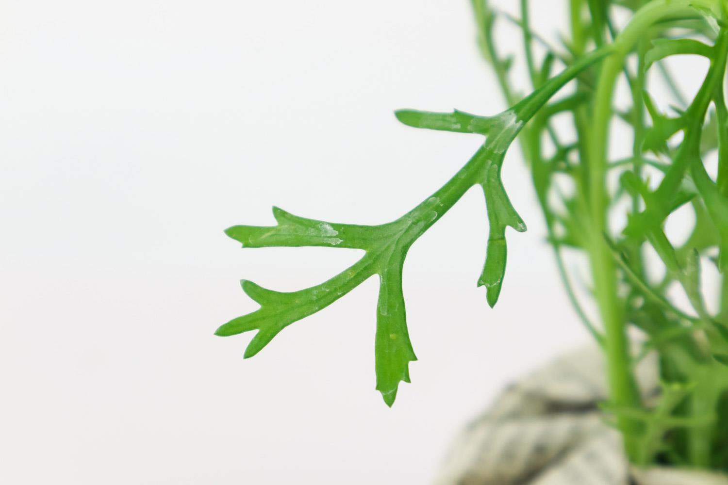 玛格丽特 玛格丽特