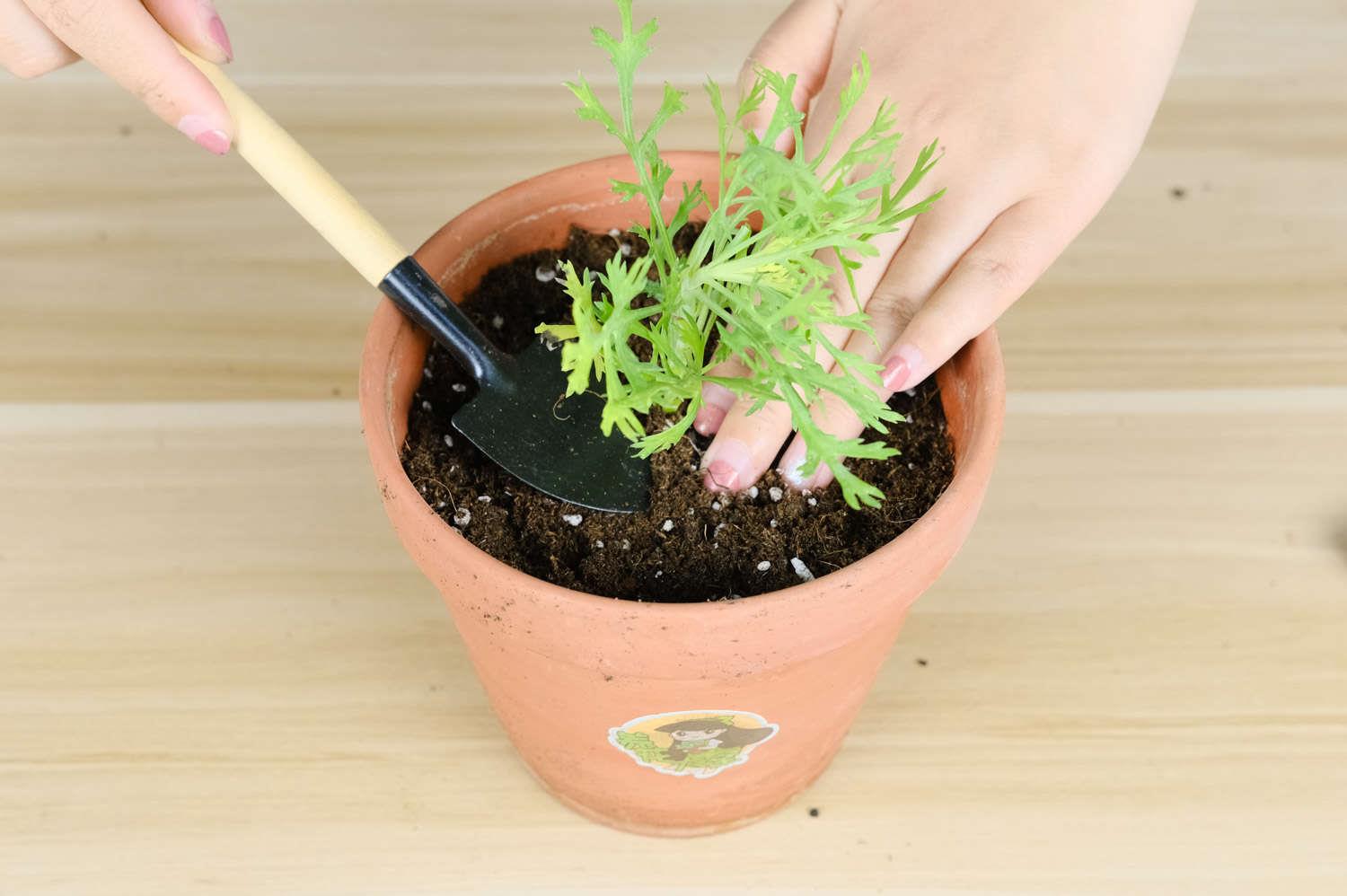 玛格丽特 玛格丽特