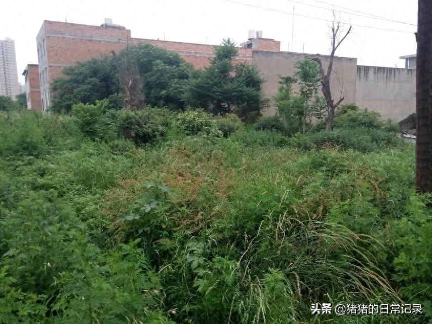 陕西西安青龙寺遗址公园(不要门票，呵呵)