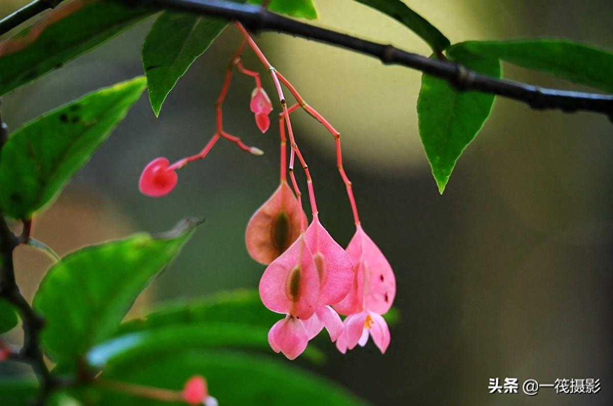 夏花（二十一）——斑叶竹节秋海棠