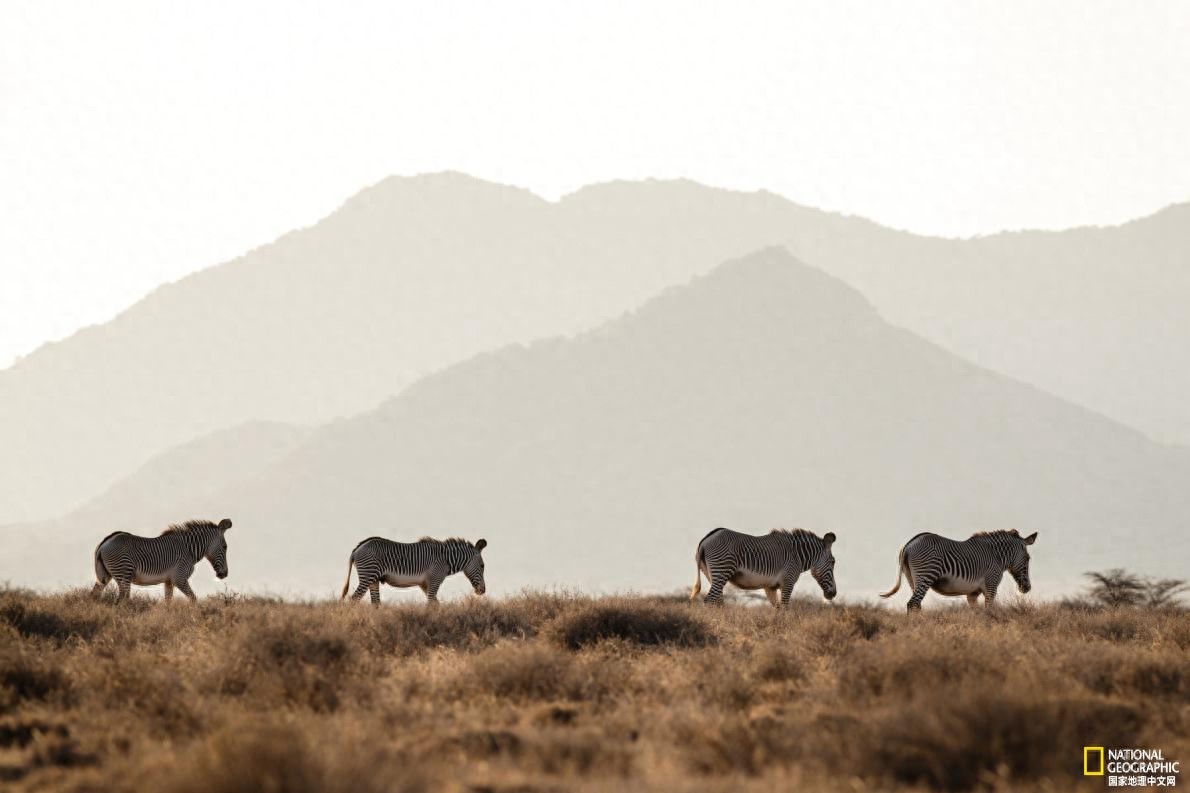 稀有细纹斑马的命运掌握在人类手中