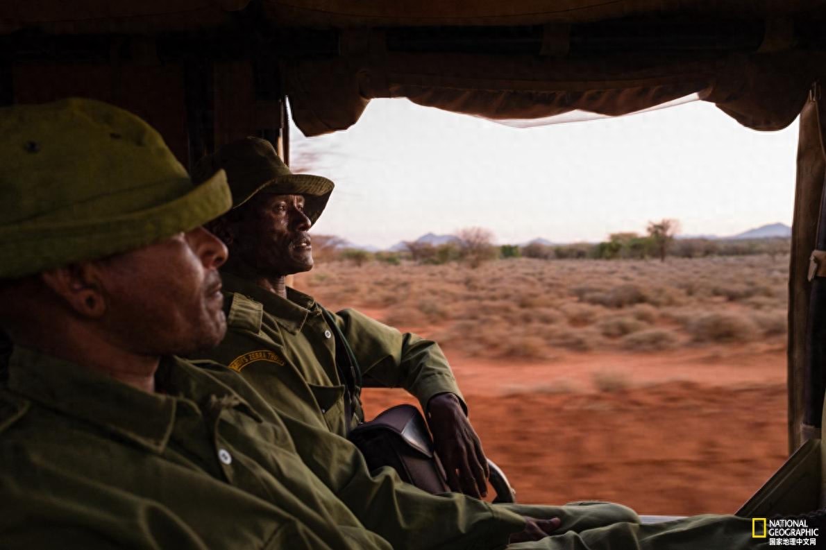 稀有细纹斑马的命运掌握在人类手中