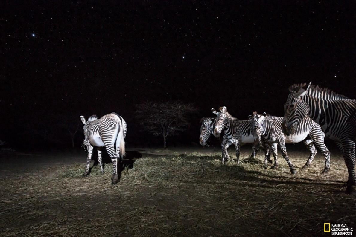 稀有细纹斑马的命运掌握在人类手中