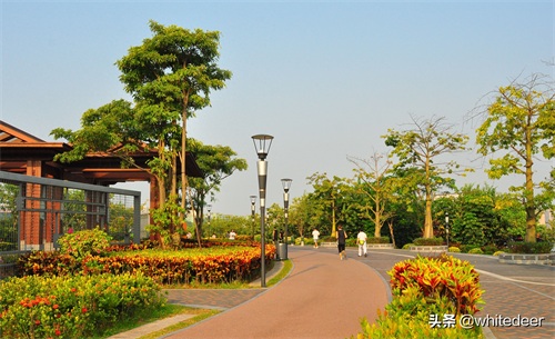 随拍公园 - 环湖游走 深圳立新湖公园