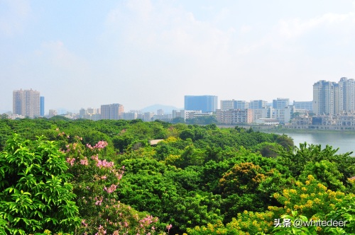 随拍公园 - 环湖游走 深圳立新湖公园