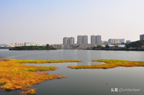 随拍公园 - 环湖游走 深圳立新湖公园