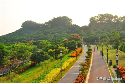 随拍公园 - 环湖游走 深圳立新湖公园