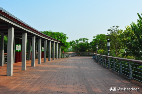 随拍公园 - 环湖游走 深圳立新湖公园