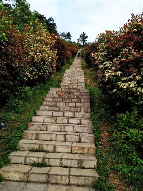 野生蕨菜怎么炒好吃?