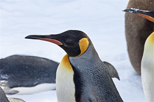 图集：分享一组可爱的企鹅壁纸，赶快收藏吧