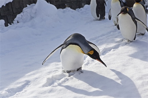 图集：分享一组可爱的企鹅壁纸，赶快收藏吧