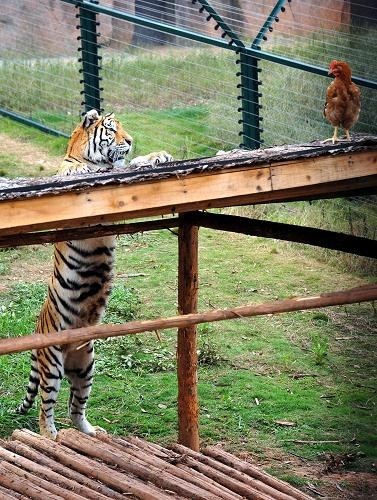 探访长沙生态动物园