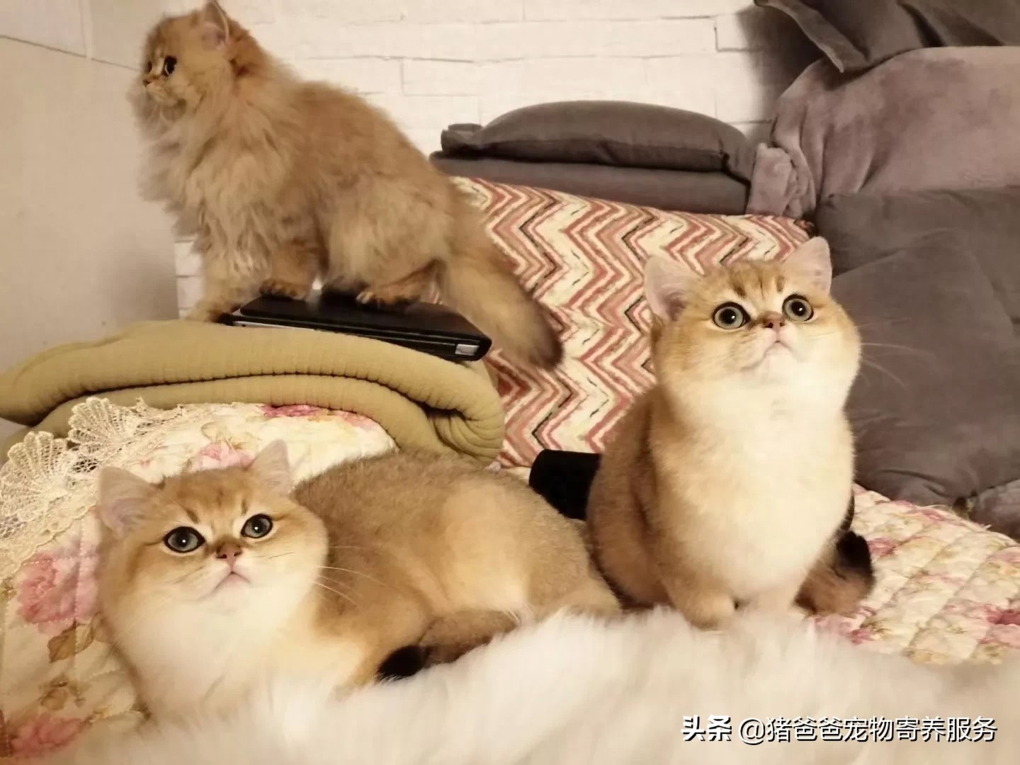 可萌英短金渐层，现货，随时看猫！幼猫，3个月大，疫苗一针。