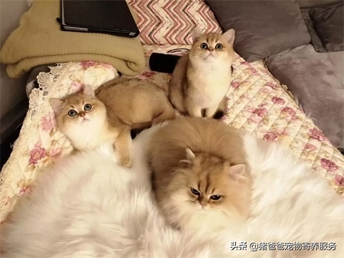 可萌英短金渐层，现货，随时看猫！幼猫，3个月大，疫苗一针。