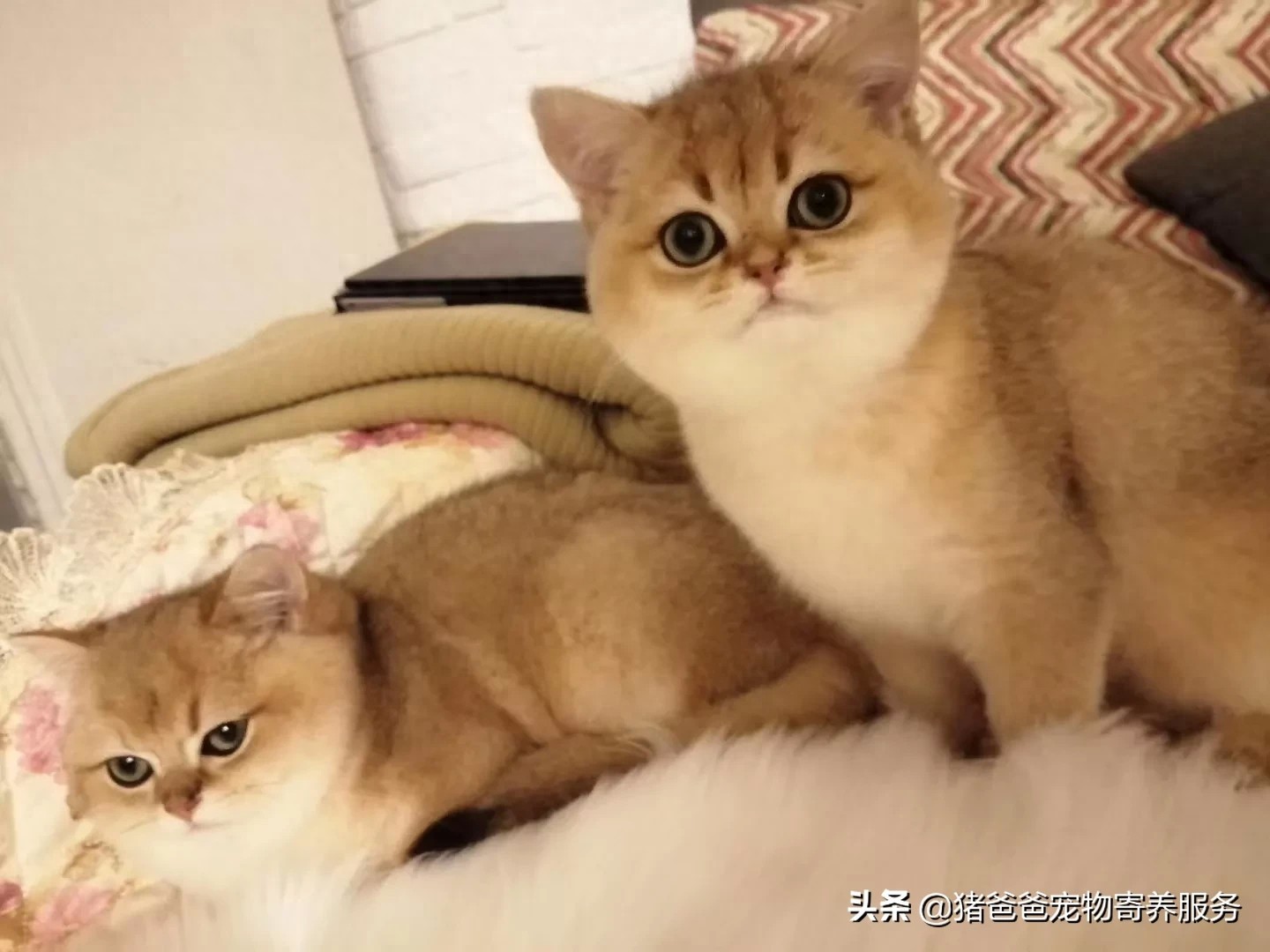 可萌英短金渐层，现货，随时看猫！幼猫，3个月大，疫苗一针。