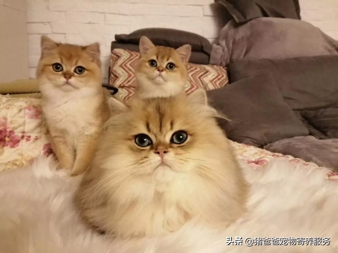 可萌英短金渐层，现货，随时看猫！幼猫，3个月大，疫苗一针。