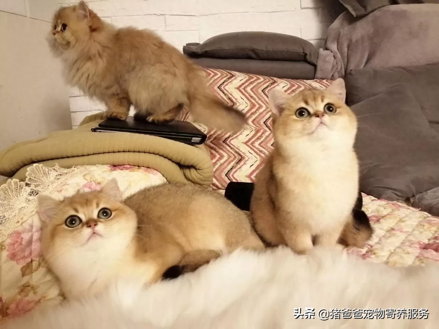 可萌英短金渐层，现货，随时看猫！幼猫，3个月大，疫苗一针。