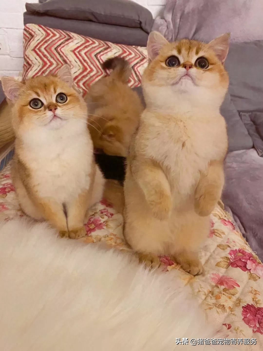 可萌英短金渐层，现货，随时看猫！幼猫，3个月大，疫苗一针。