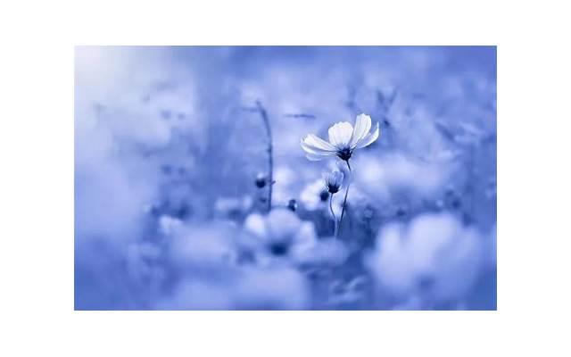 谈恋爱的感觉是什么滋味（恋爱的甜蜜是什么感觉）