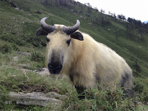 奔行在山林间的奇兽——羚牛