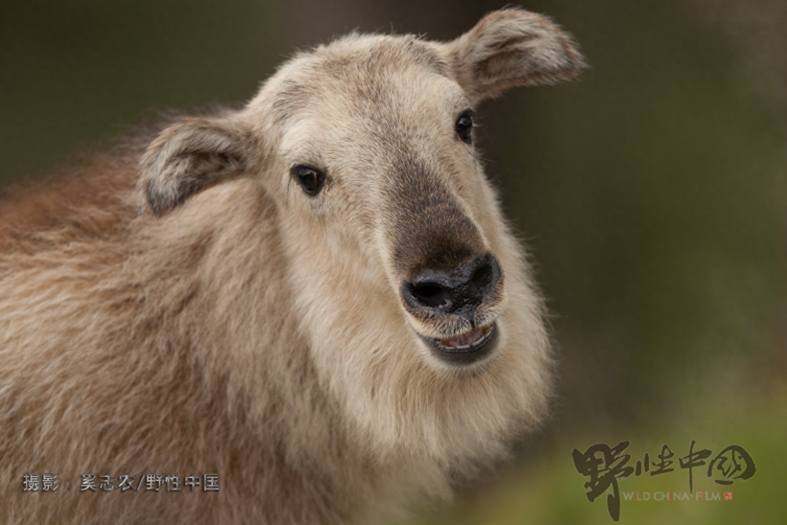 奔行在山林间的奇兽——羚牛
